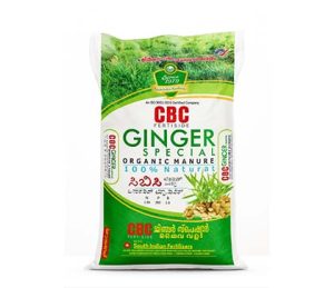 Ginger
